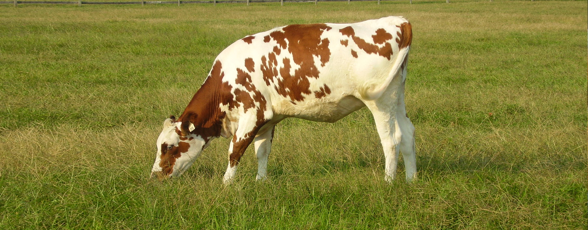 Cow on Anne Arundel County Farm