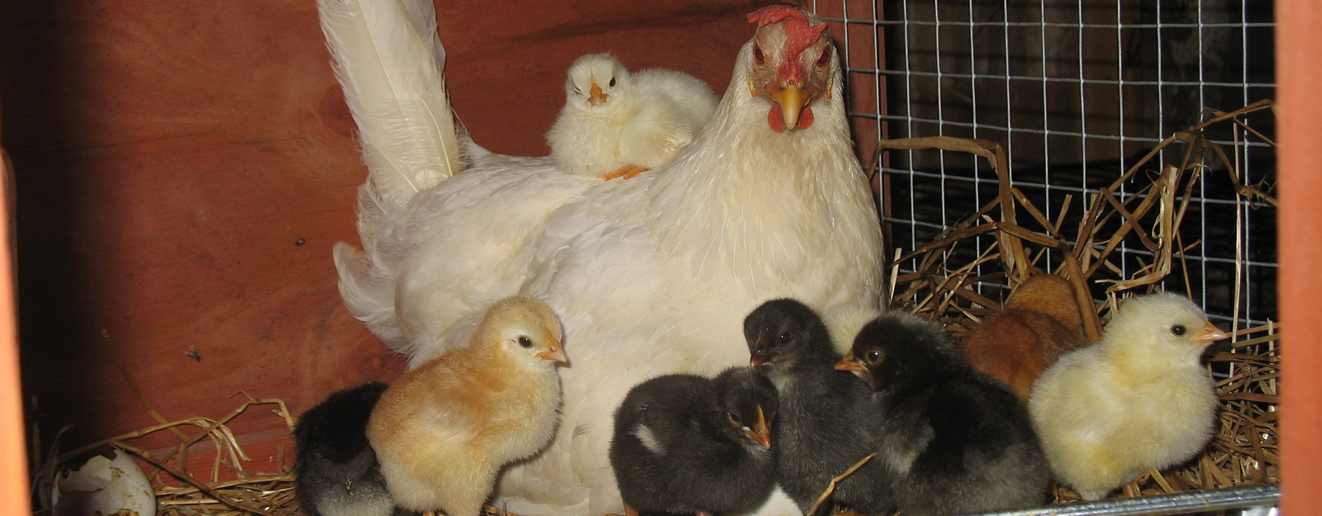 Chicken and chicks in Anne Arundel County