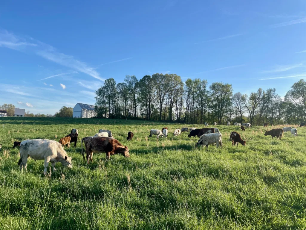 Cows in a green pasture. 