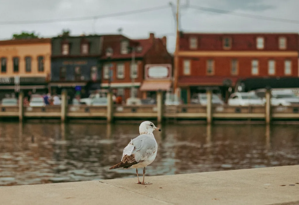 Seagull on promenade in Annapolis