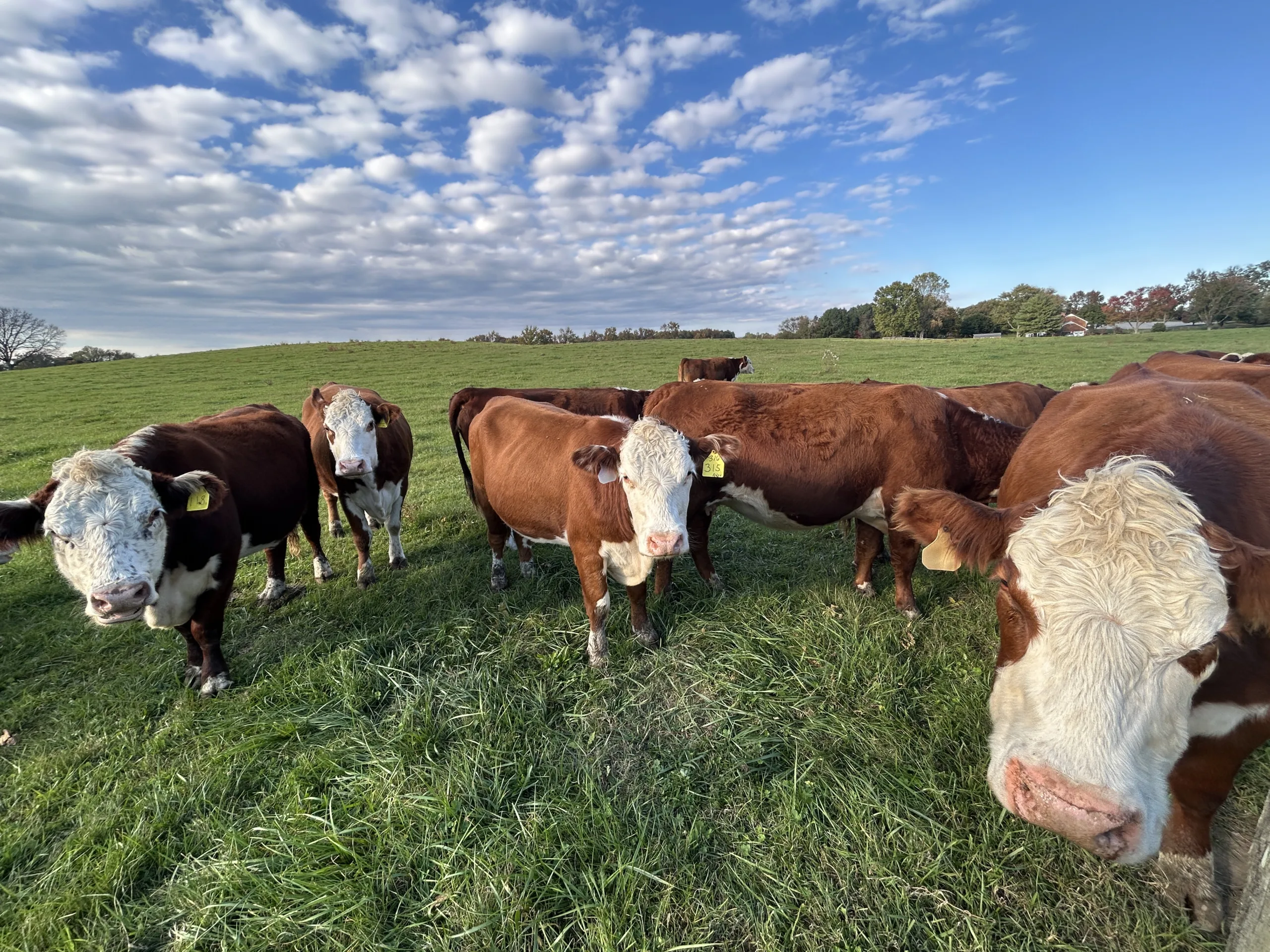 Hereford cows in green pasture